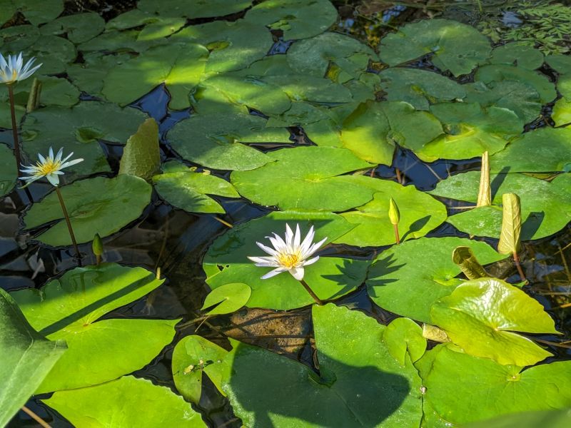 Ogród Botaniczny - zdjęcie 3